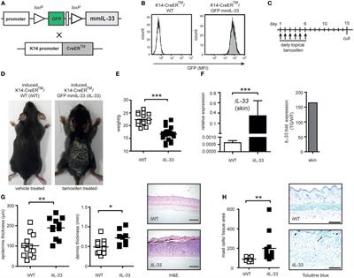 Full Length Interleukin 33 Aggravates Radiation-Induced Skin Reaction